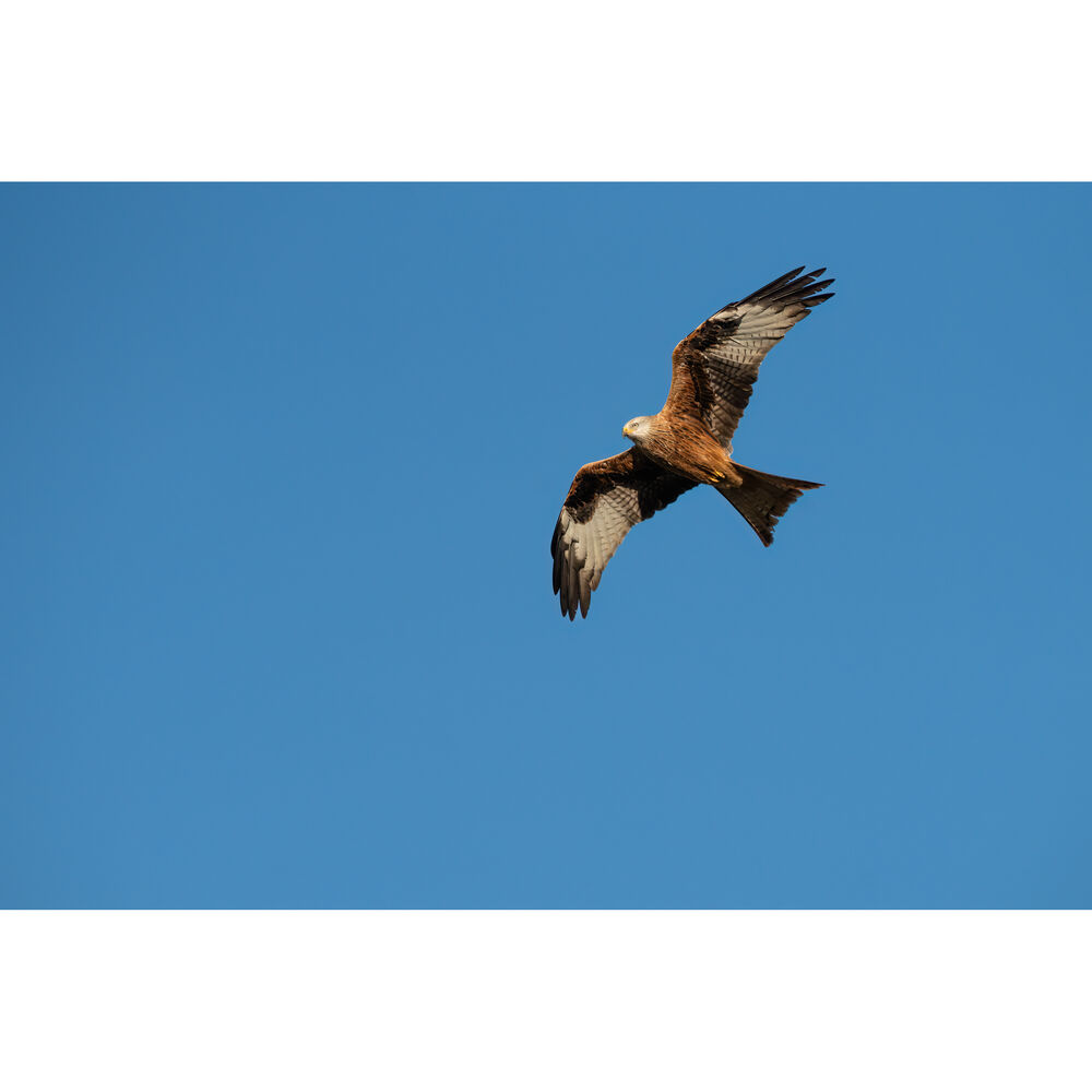 SIGMA - AF 300-600MM F/4 DG OS (S) F/SE
