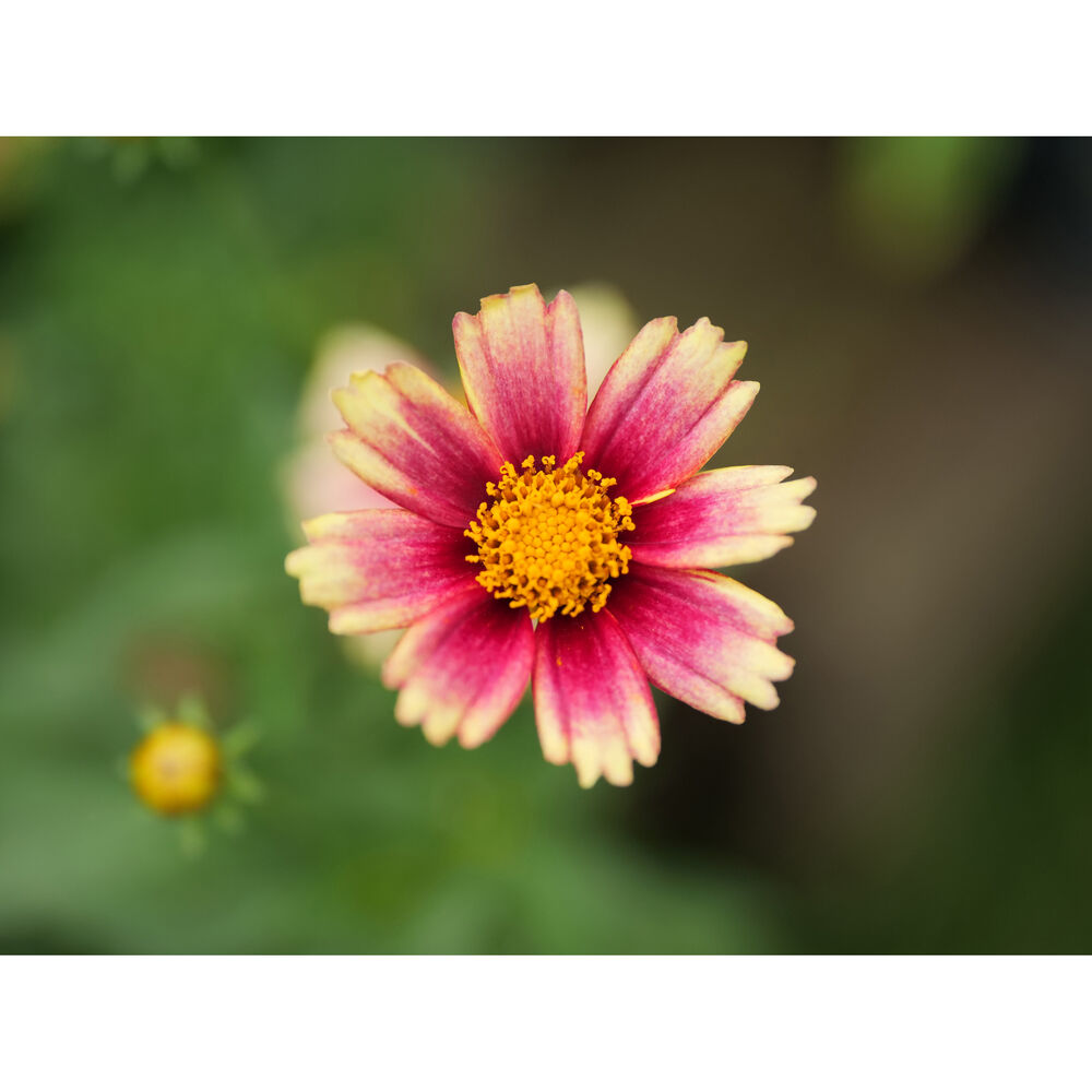Panasonic Leica 25-50mm f/1.7 Lens