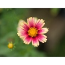 Panasonic Leica 25-50mm f/1.7 Lens
