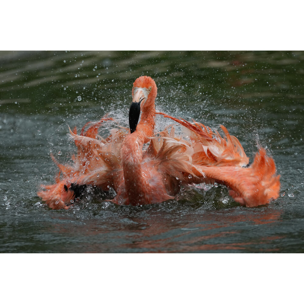 Sony FE 400-800mm f/6.3-8 G OSS Lens (Sony E)
