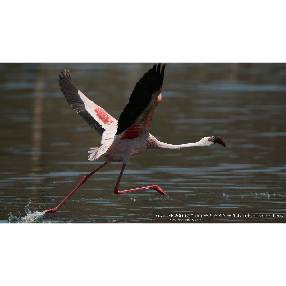 Sony FE 200-600mm f/5.6-6.3 G OSS Lens