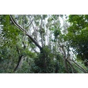 Sony E 15mm f/1.4 G Lens